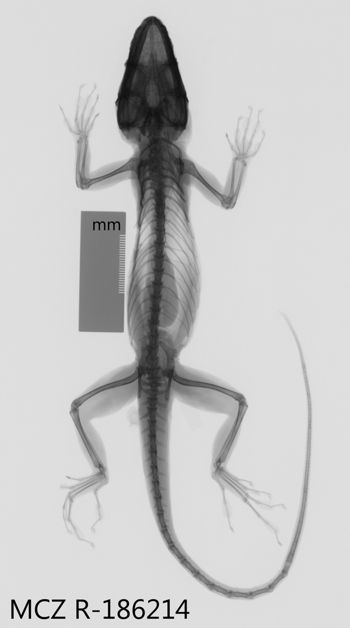 Media type: image;   Herpetology R-186214 Aspect: dorsoventral x-ray